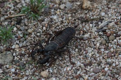 Mastigoproctus tohono