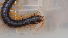 Ethmostigmus rubripes