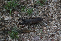 Mastigoproctus tohono