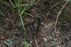 Mastigoproctus tohono