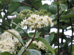 Viburnum triphyllum