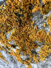 Xanthomendoza weberi