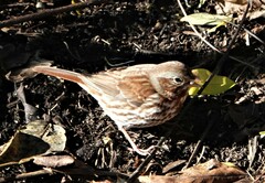 Passerella iliaca iliaca