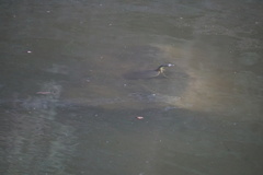 Apalone spinifera guadalupensis