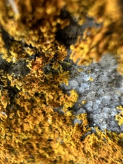 Xanthomendoza weberi