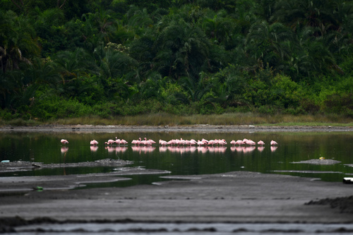 Lesser Flamingo