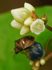 Eysarcoris guttigerus