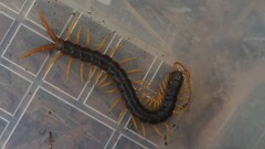 Ethmostigmus rubripes