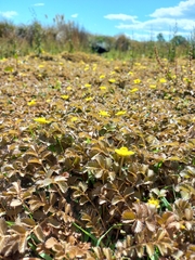 Argentina anserinoides