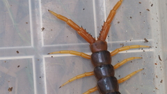 Ethmostigmus rubripes