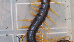 Ethmostigmus rubripes