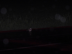 Caprimulgus affinis stictomus