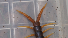 Ethmostigmus rubripes