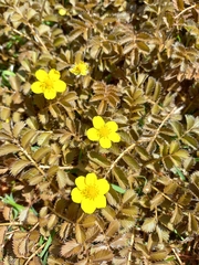 Argentina anserinoides