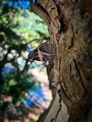 Colobura dirce dirce