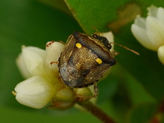 Eysarcoris guttigerus