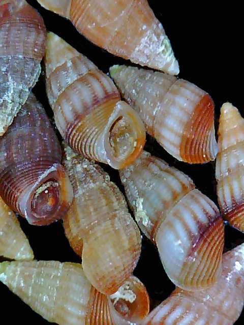 Lirobarleeia