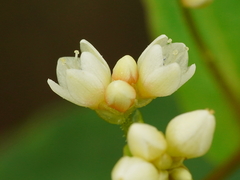 Persicaria chinensis