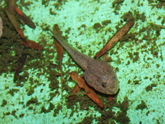 Fejervarya limnocharis