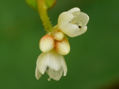 Persicaria chinensis