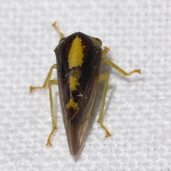 Smiliinae