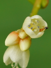 Trichomyrmex destructor