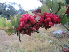 Macleania rupestris