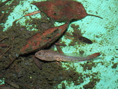 Fejervarya limnocharis