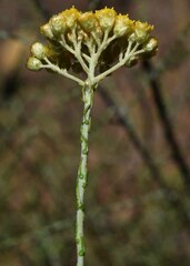 Ozothamnus diotophyllus