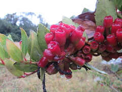 Macleania rupestris