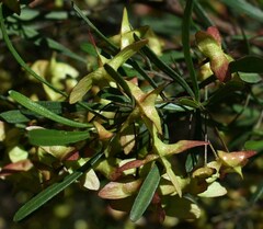 Dodonaea heteromorpha