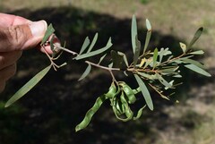Acacia aprepta