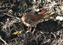 Passerella iliaca iliaca