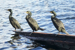 Gulosus aristotelis desmarestii