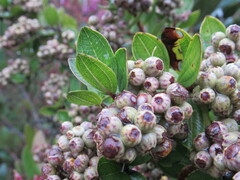Miconia ligustrina