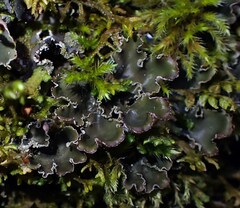 Peltigera collina