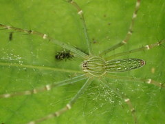 Hygropoda lineata