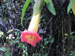 Brugmansia sanguinea