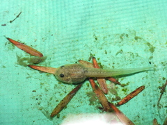 Fejervarya limnocharis