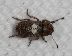 Toxonotus cornutus