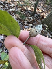 Neolasioptera lathami