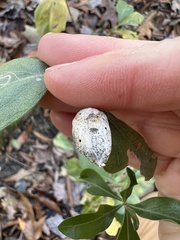 Neolasioptera lathami