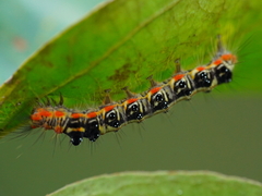 Orvasca subnotata