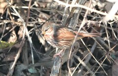 Passerella iliaca iliaca