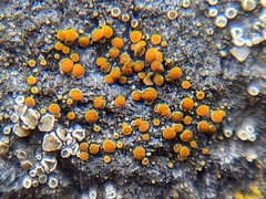 Athallia pyracea