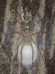 Pandercetes gracilis