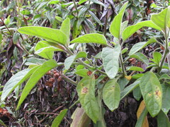 Brugmansia sanguinea
