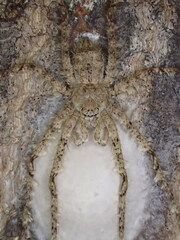 Pandercetes gracilis