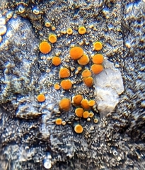 Athallia pyracea