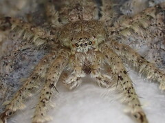 Pandercetes gracilis